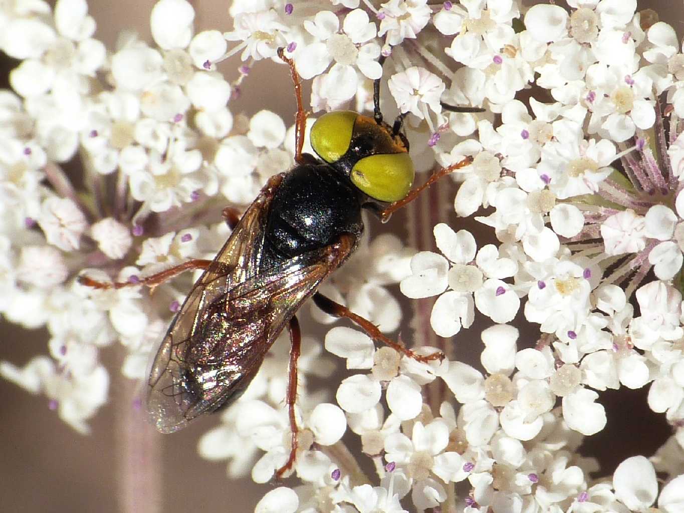 Occhioni di zolfo: Tachysphex incertus rufiventralis